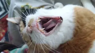 ミイちゃんの取りっこ🤣