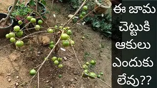 కెమికల్స్ లేకుండా మిలిబగ్స్కి నివారణ |  KILL Milli Bugs on Plants with This Simple Home Remedy |