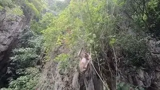 Monkey Falls Out Of Tree Into Water