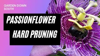 Passion Flower Vine: Hard Pruning