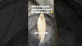 Immer gerne gesehen der D&ouml;bel in der Donau 😘🇦🇹#donau #angeln #fishing #jigfreak #donau-freak