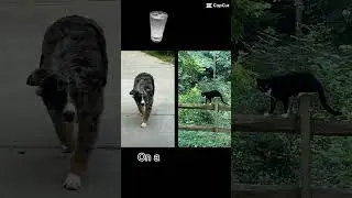 Hot dog meme