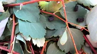 Sphinx ligustri