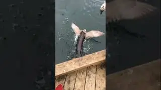 When otters attack!!! (2016)