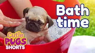 🛁Bath Time!🫧 | Cutie Pugs🐶 | Animals for Kids🐾