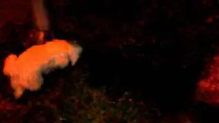 Cute dog walking at night