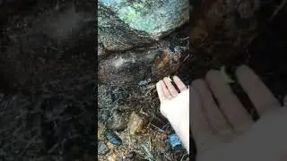 Spider | Spider on my hand! | Huntsman Spider #shorts