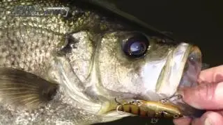 VIDEO: Samaki Vibelicious
