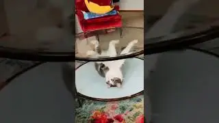 🤣Try to HOLD YOUR LAUGH while Watching these video😹 | Pawtastic Planet #shorts