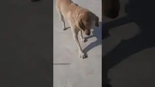 fighting with the bee 🐝 #pets #fynnymoment funny.