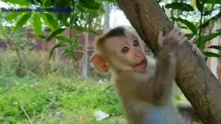 Going to the Forest Accidentally caught a hunter's trapped baby monkey : Survival - Explore