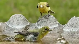 Two! Female Scarlet Tanagers Visit the Birdbath; Scarlet Tanager Behavior; Piranga olivacea