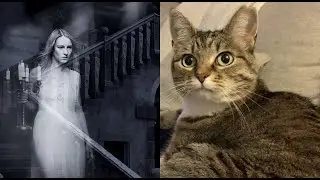 5 Signs Your Cat Can See Ghosts