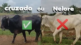 Qual e melhor CRUZADO ou NELORE? vou falar porque eu gosto do GADO CRUZADO famoso TUCURA