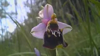 The Bee Orchid (Ophrys apifera)