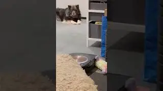 Roomba S9 vs My Dog&rsquo;s Toy #shorts