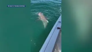 Sharks swarm fish caught next to boat in Brevard County