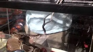 Captive Creatures Pilot