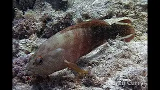 Flagtail Rockcod  - Cephalopholis urodeta