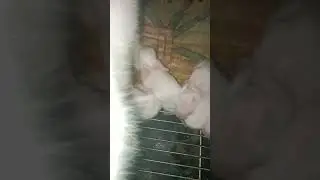 seven days old cuties baby rabbit ☺️ #djhighlights #babyanimal #bunny #babyrabbit #highlightsph
