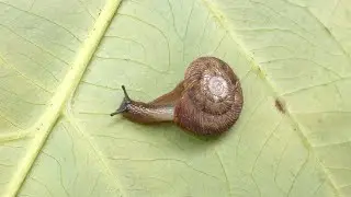 Anguispira strongylodes (L. Pfeiffer, 1854) Southeastern Tigersnail