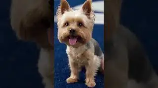 Leo ran on the field during the Super Bowl 🏈 #superbowlstreaker #dogcomedy #yorkieoftheday