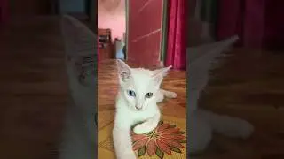 #cat #kelincikreatif #kuncing #cute