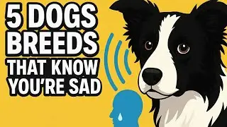 Top 5 Dog Breeds That Sense Your Sadness Instantly