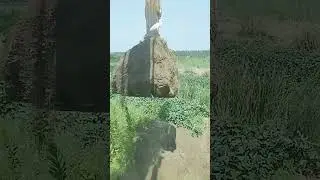 Why does this Gog refuse to fly away?#watching #video #birds #shorts #short #god