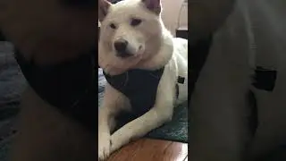 look at this fluffy shiba 🐕🫢 #shorts