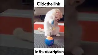 Funniest Dog and Cat - Awesome Funny Pet Animals Videos #Shorts