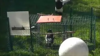 Larsen / Magpie Trap