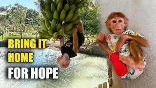 JOBI Discovers Ripe Bananas&hellip; And His Actions Surprise Everyone ❤️🍌