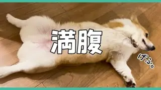 犬用バイキングで食べすぎて動けなくなるコーギー犬【エンゼルフォレスト白河高原／コーギー合宿】