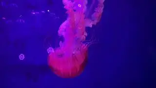 Colorful Jellyfish Sea World Jewels of the Sea