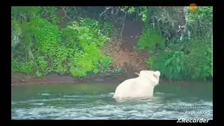 08 July 2024 Update: This is 429. The bear is very blond.@ExploreLiveNatureCams