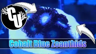 Cobalt Blue Zoanthids | Corals Unlimited