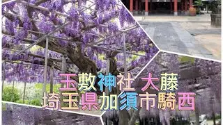 Tamashiki Shrine -Ofuji Kisai,                             japan Part#2
