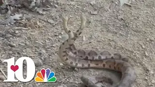 Fighting... or mating? Two Tennessee copperhead snakes wrestle it out