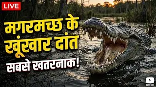 River Guardians: India's Mugger Crocodiles & Their Remarkable Teeth || मगरमच्छ के शक्तिशाली दांत ||