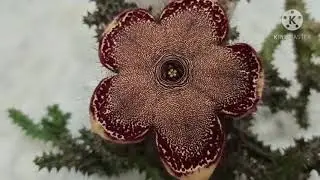 PERSIAN CARPET PLANT/ Edithcolea grandis