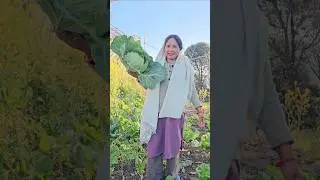 Aaj khet se fresh gobhi leke MACARONI banayi#minivlog #phadilifestyle #dailyvlog