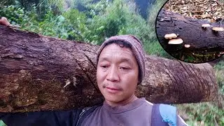 i am herding goats and picking wild mushroom in the jungle @bhumicooking