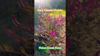 Our own cultivar? The birds brought this Celosia to our farm. #farm #garden #celosia #flowers