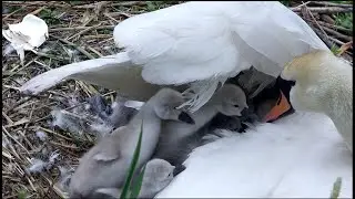 NAISSANCE DE 11 CYGNONS 05-25 - 4K