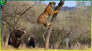 13 Deadly Moments When Predators Failed