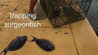 #fishing #fishtrapping #surgeonfish 