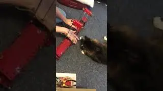 Catzilla attacks Meccano bridge