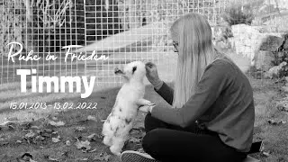Ruhe in Frieden Timmy | 15.01.2013 - 13.02.2022