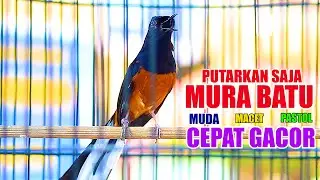 PUTARKAN SAJA, MURAI BATU INI AKAN CEPAT MEMANCING MURAI LAIN JADI CEPAT GACOR